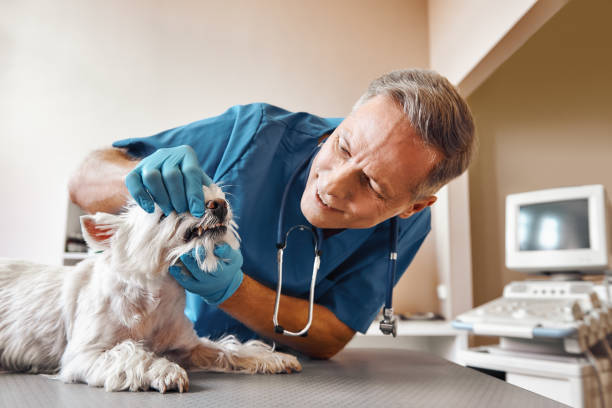 Reliable AR Emergency Dentist Solutions